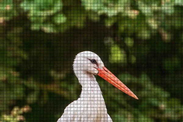 Närbild Stork Djurpark Tyskland Mosaikstil Stockfoto
