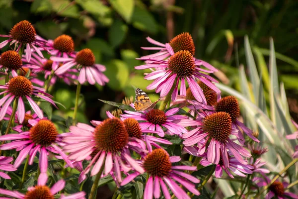 Gros Plan Beau Papillon Sur Une Fleur Dans Jardin Heure — Photo