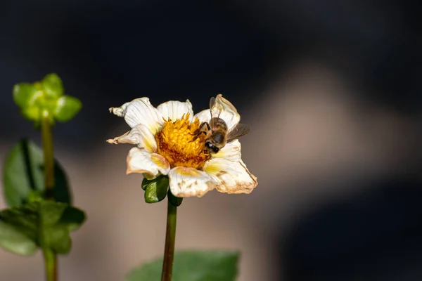 Gros Plan Une Belle Fleur Dans Jardin Heure Été — Photo