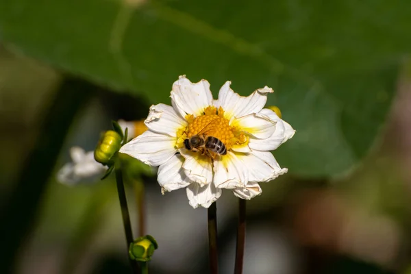 Yaz Vakti Bahçede Güzel Bir Çiçeğe Yaklaş — Stok fotoğraf