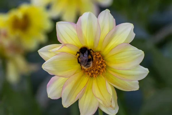 Close Beautiful Flower Garden Summer Time — Stock Photo, Image