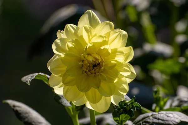 Gros Plan Une Belle Fleur Dans Jardin Heure Été — Photo