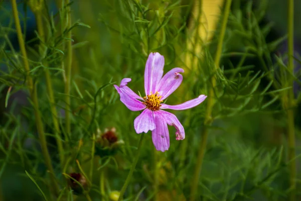 Primer Plano Una Hermosa Flor Jardín Hora Verano —  Fotos de Stock