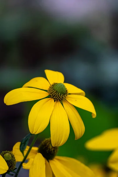 Zblízka Krásné Květiny Zahradě Letním Období — Stock fotografie