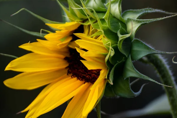 Gros Plan Beau Tournesol Dans Jardin Heure Été — Photo