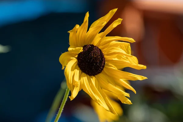 Gros Plan Beau Tournesol Dans Jardin Heure Été — Photo