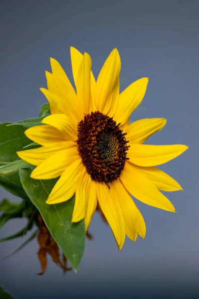 Zblízka Krásné Slunečnice Zahradě Létě — Stock fotografie