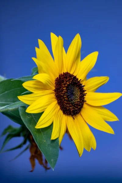 Zblízka Krásné Slunečnice Zahradě Létě — Stock fotografie