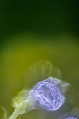 Sudaki yağ damlaları ve süt sanatsal ve hayal gücü açısından soyut bir zemin oluşturur.