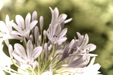 Baharda bahçede güzel bir çiçeğin fotoğrafını çek. Eski fotoğrafçılık tarzında.
