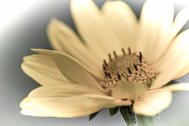 Baharda bahçede güzel bir çiçeğin fotoğrafını çek. Eski fotoğrafçılık tarzında.