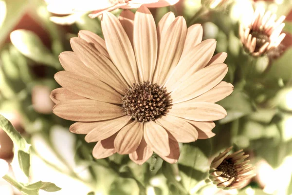 Primo Piano Bel Fiore Giardino Primavera Vecchio Stile Fotografico — Foto Stock