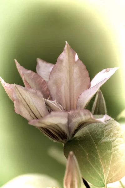 Gros Plan Une Belle Fleur Dans Jardin Printemps Dans Style — Photo