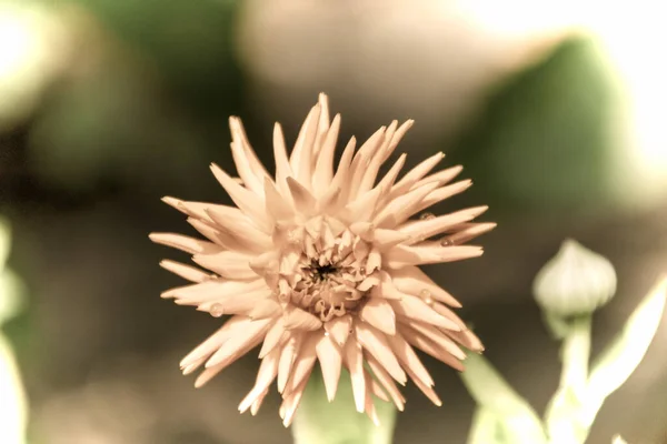 Primer Plano Una Hermosa Flor Jardín Primavera Estilo Fotografía Antigua —  Fotos de Stock