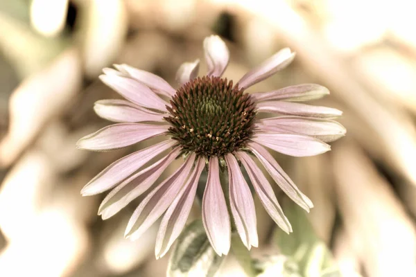 Közelkép Egy Gyönyörű Virág Kertben Tavasszal Régi Fotózás Stílusban — Stock Fotó