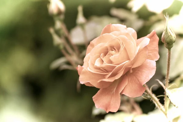 Κοντινό Πλάνο Ενός Όμορφου Λουλουδιού Στον Κήπο Την Άνοιξη Παλιό — Φωτογραφία Αρχείου
