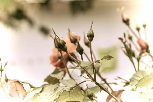 Närbild Vacker Blomma Trädgården Våren Gammal Fotografering Stil — Stockfoto