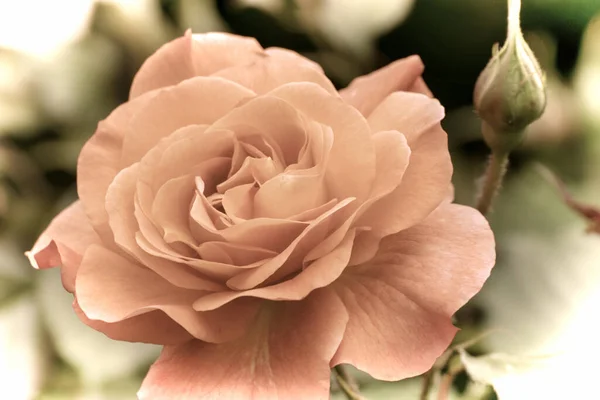 Närbild Vacker Blomma Trädgården Våren Gammal Fotografering Stil — Stockfoto