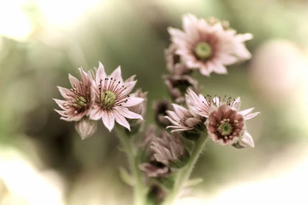 古い写真スタイルで春の時期に庭の美しい花の閉鎖 — ストック写真