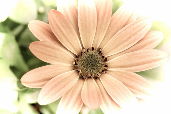 Primer Plano Una Hermosa Flor Jardín Primavera Estilo Fotografía Antigua —  Fotos de Stock