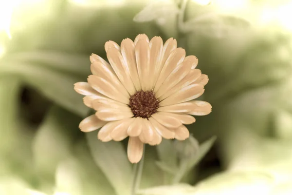 Zblízka Krásné Květiny Zahradě Jaře Času Starém Stylu Fotografie — Stock fotografie