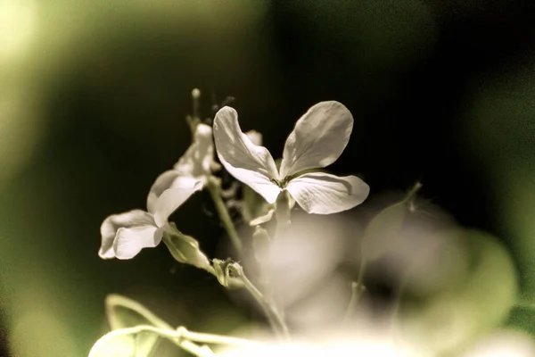 春天的时候 在花园里 用古老的摄影风格把一朵美丽的花合拢在一起 — 图库照片