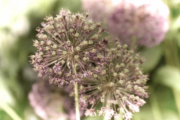 Närbild Vacker Blomma Trädgården Våren Gammal Fotografering Stil — Stockfoto