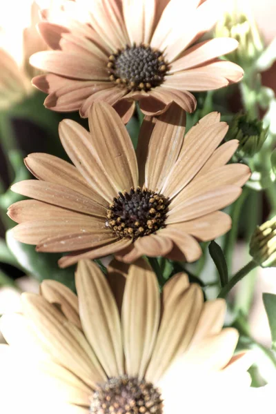 Primo Piano Bel Fiore Giardino Primavera Vecchio Stile Fotografico — Foto Stock