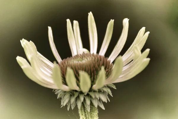 Primer Plano Una Hermosa Flor Jardín Primavera Estilo Fotografía Antigua —  Fotos de Stock