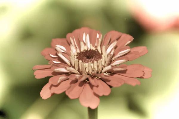 Närbild Vacker Blomma Trädgården Våren Gammal Fotografering Stil — Stockfoto