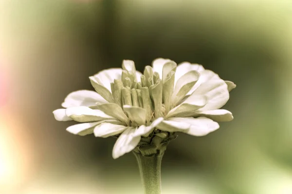 Primer Plano Una Hermosa Flor Jardín Primavera Estilo Fotografía Antigua —  Fotos de Stock