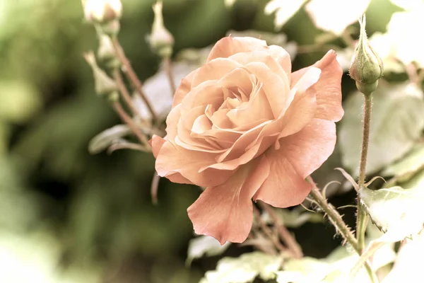 Close Beautiful Flower Garden Spring Time Old Photography Style — Stock Photo, Image