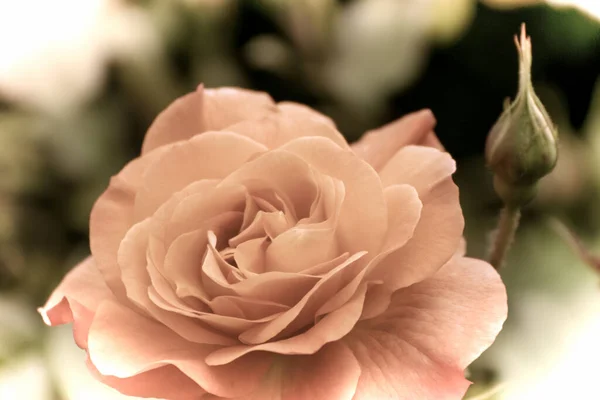 Närbild Vacker Blomma Trädgården Våren Gammal Fotografering Stil — Stockfoto