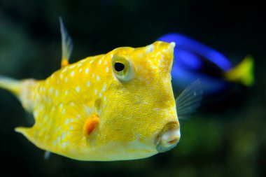 Büyük güzel sarı deniz balığı