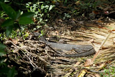 Büyük Yeşil Varan Kertenkelesi