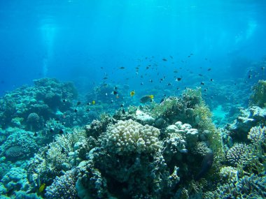 Kırmızı deniz mercanları ve balık