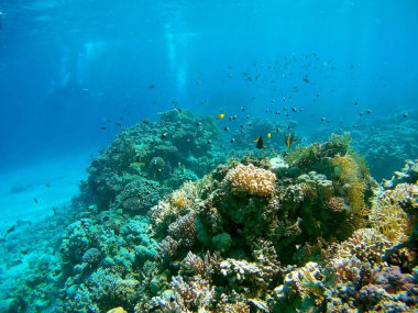 Kırmızı deniz mercanları ve balık