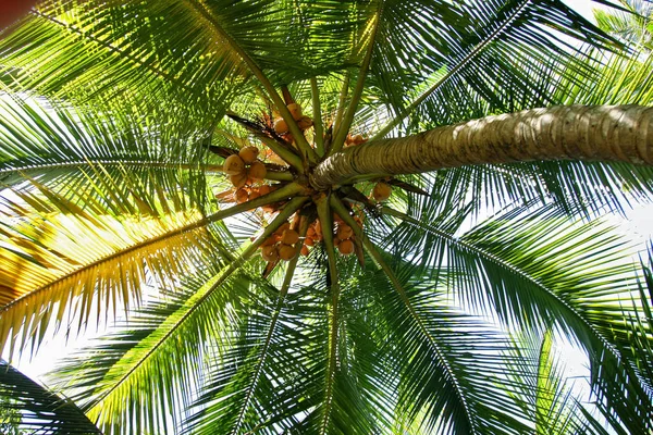 Vysoké Kokosové Palmy — Stock fotografie