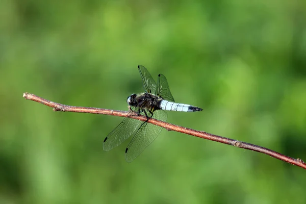 Libellule Assise Sur Une Branche — Photo