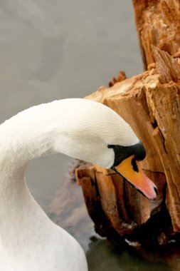 Suda yüzen beyaz kuğu