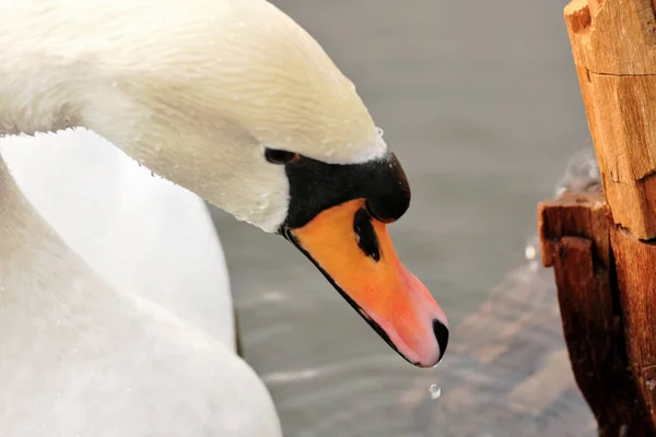 White Swan Swimming Water — Stock Photo, Image