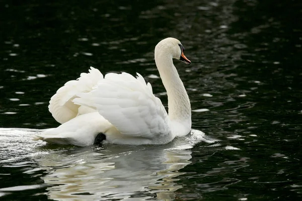 Cisne Blanco Nadando Agua —  Fotos de Stock