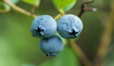 Berry yaban mersini dal