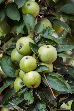 Elma elma ağacı elma meyve ürün