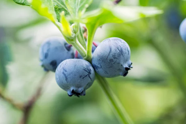 Bleuets Aux Baies Sur Une Branche — Photo