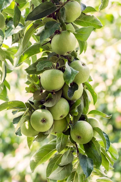 Apple tree apple-fruit crop of apples