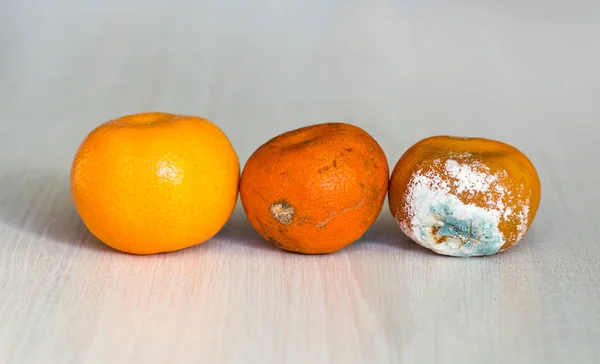 Sahne kurutma içinde üç mandalina. Taze mandalina, bozulmaya başlayan ve küf çürümüş şımarık bir mandarin. Gecikmiş fruitt