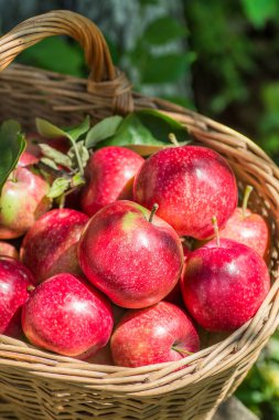 Bir sürü kırmızı iştah açıcı bir sepet elma