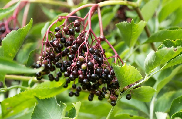 Orman siyah mürver, böğürtlen çalısı