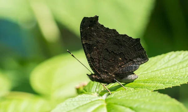 Butterfly Black Wings Peacock Eye Sits Leaf Garden — Stock Photo, Image